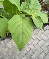 Physalis