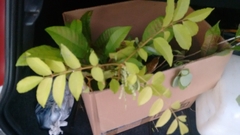 Anacardiaceae