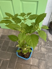 Physalis