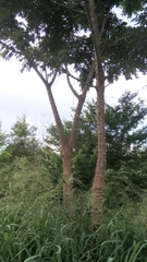 Anacardiaceae