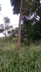 Anacardiaceae