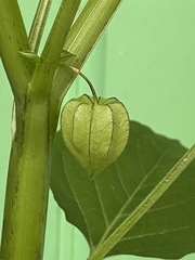 Physalis