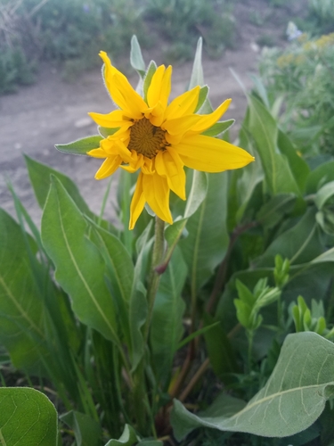 Wyethia X magna