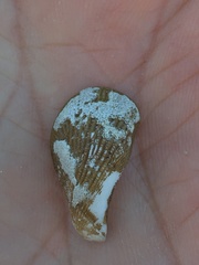 Brachidontes granulatus