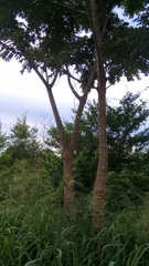 Anacardiaceae