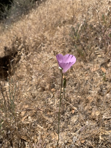 iNaturalist observation photo of Splendid Mariposa Lily