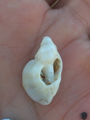 Crassilabrum crassilabrum