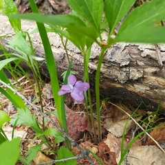 Viola dactyloides
