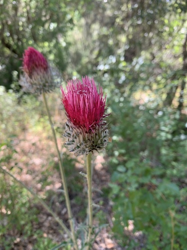 iNaturalist observation photo of Cobwebby Thistle