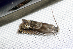 Grapholita eclipsana