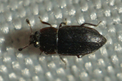 Epuraea rufa