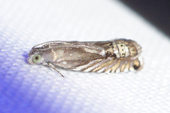 Grapholita eclipsana