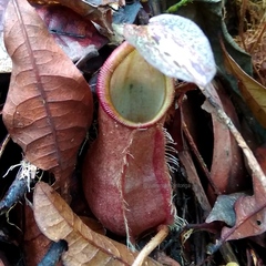 Nepenthes rhombicaulis