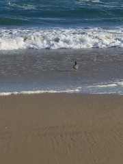 Leucophaeus modestus