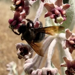 Xylocopa californica diamesa