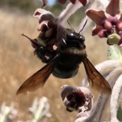 Xylocopa californica diamesa