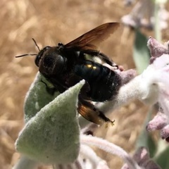 Xylocopa californica diamesa