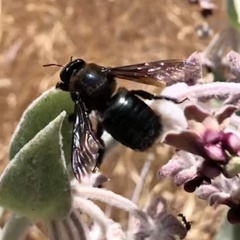 Xylocopa californica diamesa
