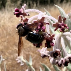 Xylocopa californica diamesa