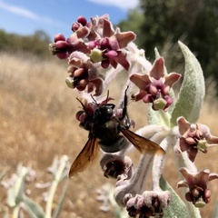 Xylocopa californica diamesa