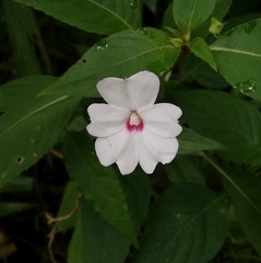 Impatiens platypetala