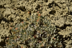 Eriogonum anemophilum
