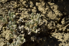 Eriogonum anemophilum