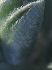 Astragalus trifoliatus