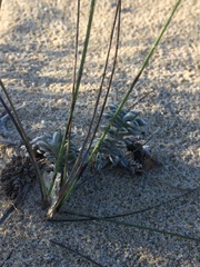 Astragalus trifoliatus