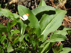 Anthocharis julia sulfuris