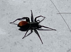 Castianeira occidens