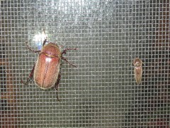 Phyllophaga crenulata