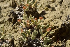 Eriogonum anemophilum