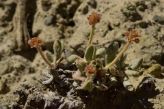 Eriogonum anemophilum
