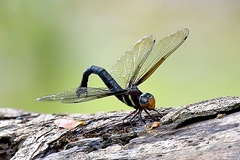 Tetracanthagyna plagiata