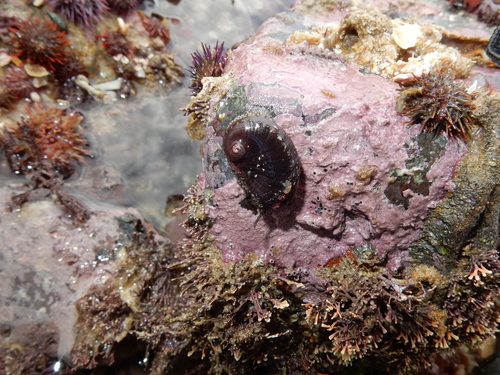 Haliotis spadicea