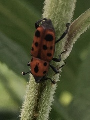 Rhodobaenus tredecimpunctatus