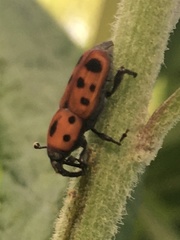 Rhodobaenus tredecimpunctatus