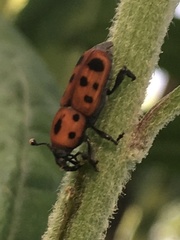 Rhodobaenus tredecimpunctatus