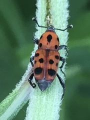 Rhodobaenus tredecimpunctatus