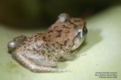 Eleutherodactylus monensis