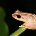 Common Coqui - Photo (c) Wilfredo Falcón, some rights reserved (CC BY-NC), uploaded by Wilfredo Falcón