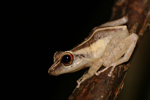 Common Coqui