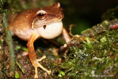 Eleutherodactylus portoricensis