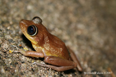 Eleutherodactylus cooki