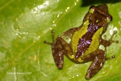 Eleutherodactylus gryllus