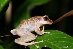 Eleutherodactylus portoricensis