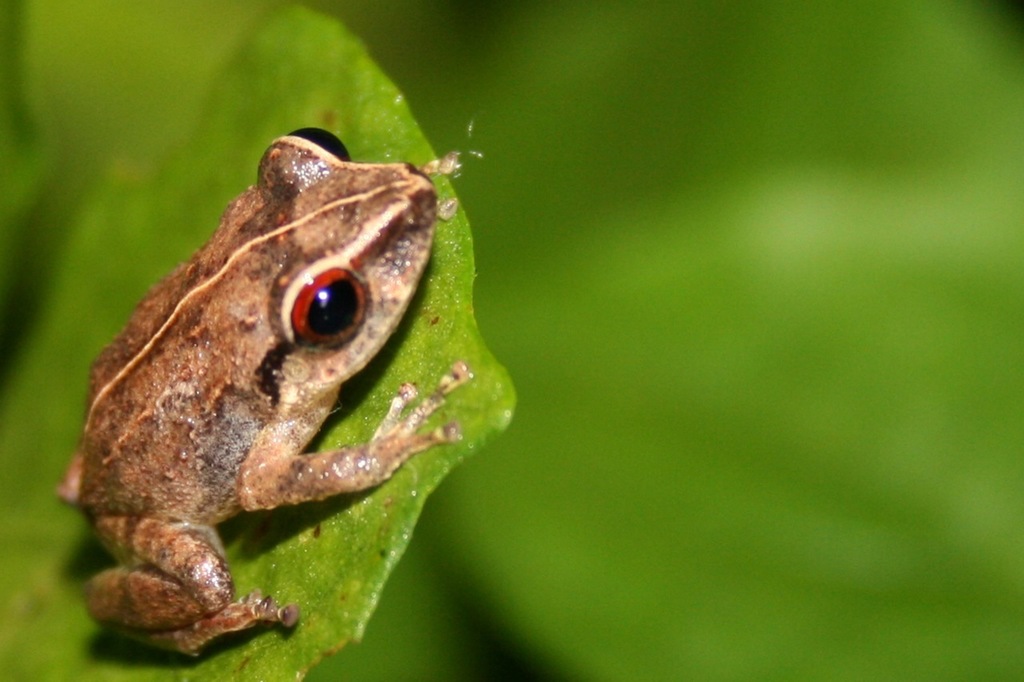 Antillean Coqui
