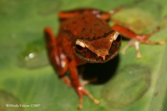 Eleutherodactylus portoricensis