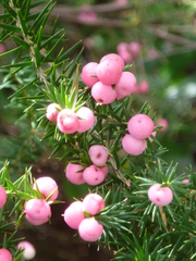 Leptecophylla divaricata